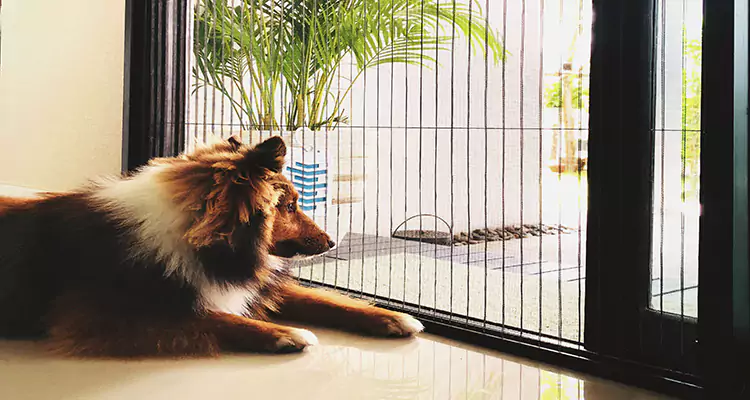 Sliding Screen Pet Door Repair in Kendall, FL