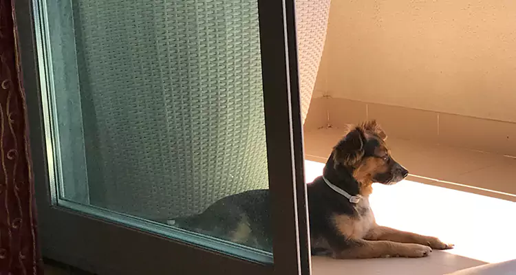French Door Pet Screen Repair in Kendall, FL
